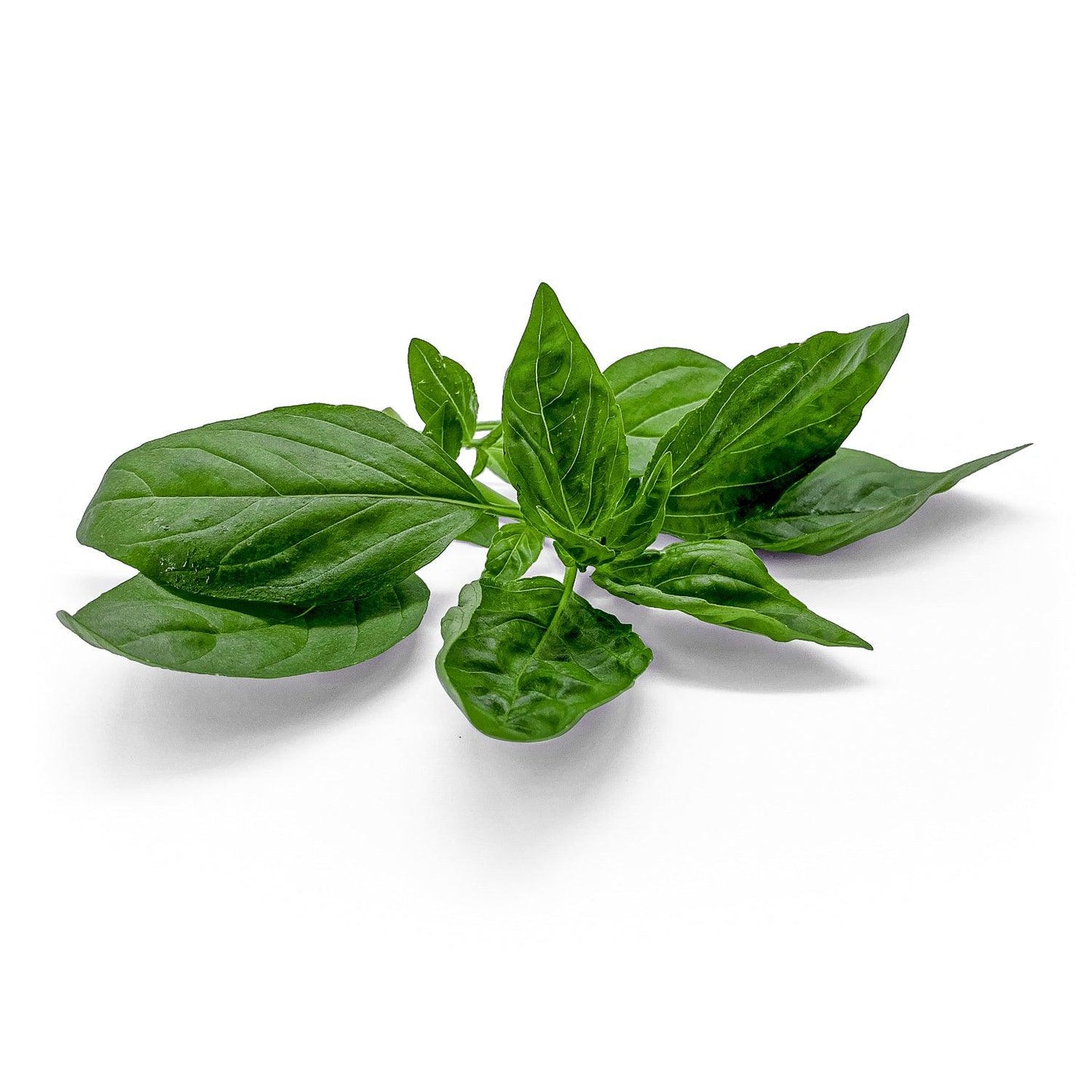 Basilico - Maltese Mercati