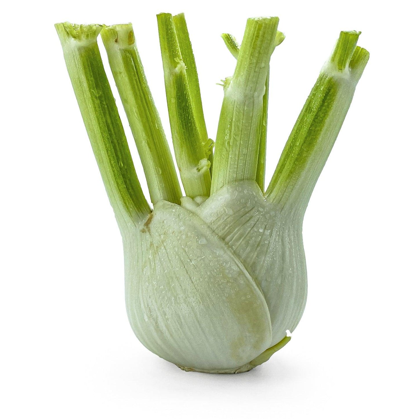 Finocchio - Maltese Mercati