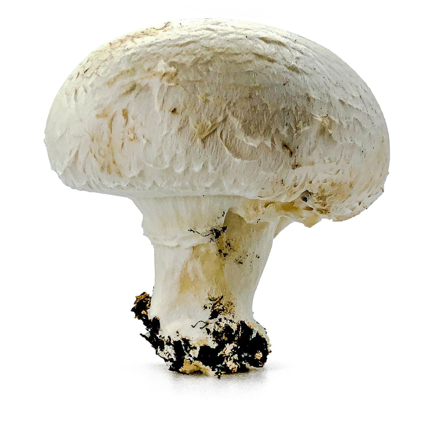Fungo Champignon - Maltese Mercati