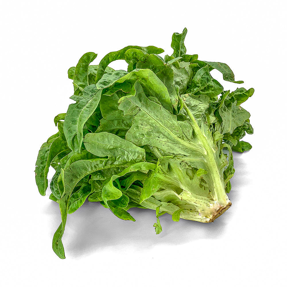 Lattuga Cicoria - Maltese Mercati