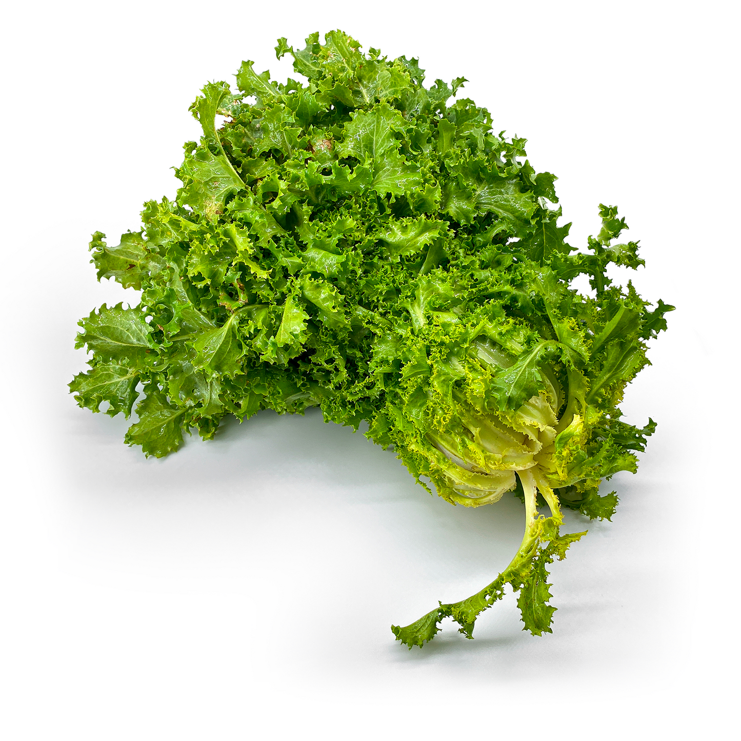 Lattuga Indivia - Maltese Mercati