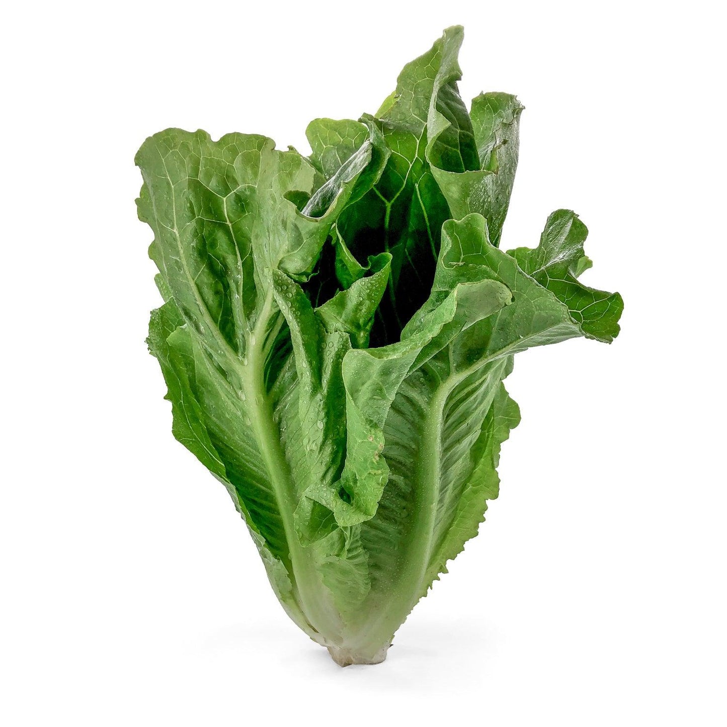 Lattuga Romana - Maltese Mercati