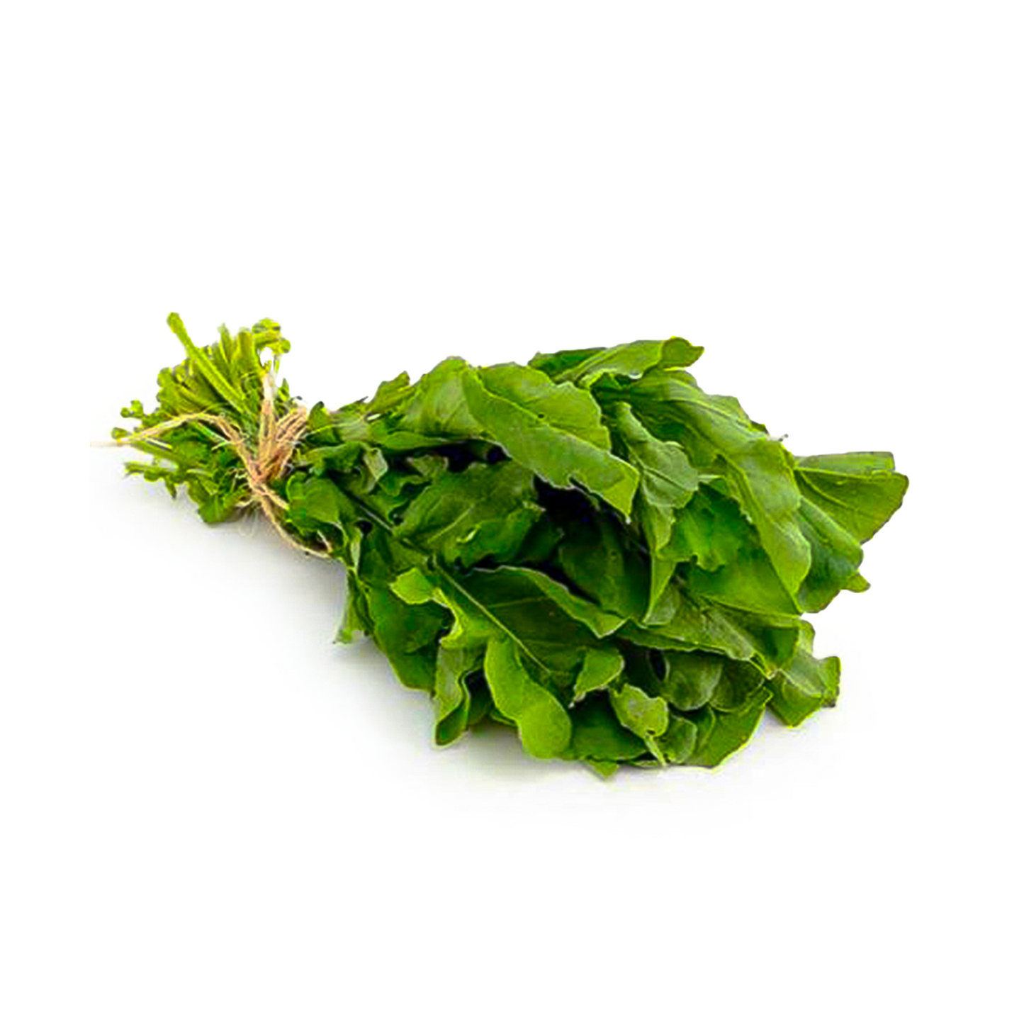 Rucola